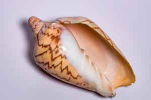 Empty conch sea shell, on a white background photo