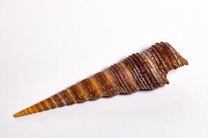 Terebridae pointed cone shell  on a white background photo