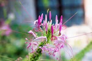 Spider flower or Cleome hassleriana annual flowering plant with closed pink flowers and stamens photo