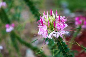 araña flor o Cleome hassleriana anual floración planta con cerrado rosado flores y estambres comenzando a marchitar en oscuro verde foto