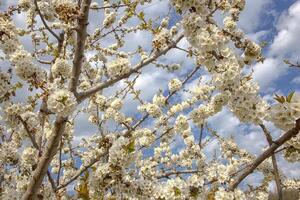 Flowering spring tree. Seasonal floral nature background. Spring composition. photo