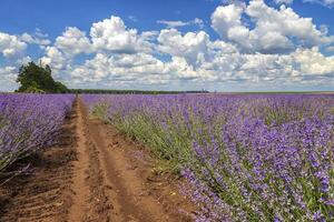 Lavender flower scented fields in endless rows. Day view with fluffy clouds. photo