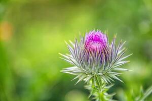 Wild-growing thistle on green blurred background. Onopordum acanthium cotton thistle, Scotch thistle, or Scottish thistle family Asteraceae photo