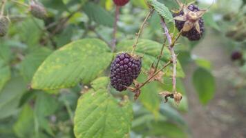 blackberry fruit hanging from the plant against background of out of focus green leaves photo