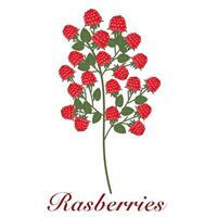 Raspberry berries on white background. Summer berry on white background. Summer Seasonal element vector