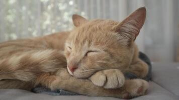 tangerine-colored cat sleeping on a bed, with its head resting on its paws, with a window background with out-of-focus curtains photo