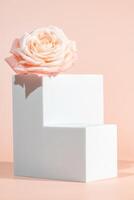 Pink background for product presentation with square podiums of geometric shapes and blooming rose. Empty podiums. Mockup photo