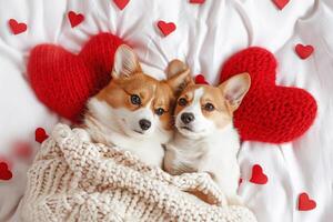 AI generated Cute Corgi Dogs Cuddle on White Bed Surrounded by Knitted Hearts , Valentine's Day photo