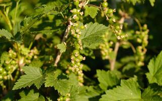 Blooming and green ovary of berries currants, several flowers on branch. Flowering bush of red, black or white currant with green leaves in the garden. Unripe green berries of currant close-up. photo