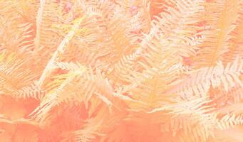 Fresh bush of fern in the forest. Natural thickets, floral abstract background. Perfect natural fern pattern. Beautiful background made with young green fern leaves. Peach Fuzz colour of 2024 year photo