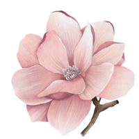 Watercolor Pink flower png