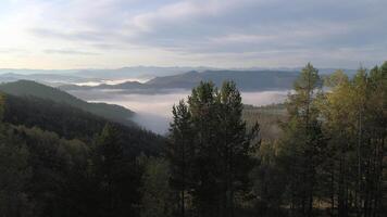 Flying Near Trees in a Foggy Mountain Landscape video