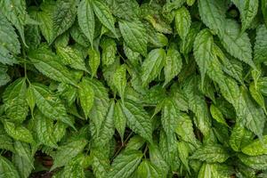 Elatostema cyrtandrifolium green leaf background on tropical forest. Photo is suitable to use for nature background, botanical poster and nature content media.