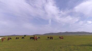 paarden roamen vrij in de enorm steppe video