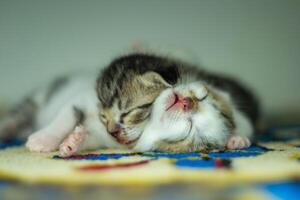 dos dormido gatitos calentamiento cada otro foto