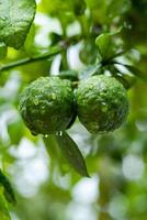 Leech oranges or bergamot fruit hanging from the tree after the rain photo