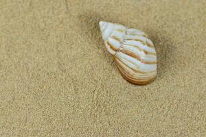 sea shell on clean beach sand photo