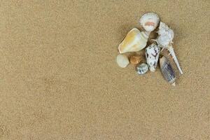 pile of sea shells on clean beach sand. Close up, beach sand texture photo