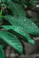guayaba hojas con gotas de lluvia foto