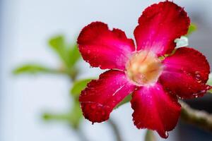 Red frangipani flower. Japanese frangipani flower photo