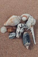 pile of sea shells on clean beach sand. Close up, beach sand texture photo