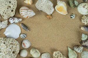 pile of sea shells on clean beach sand. Close up, beach sand texture photo
