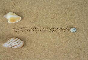 seashells race. top view photo