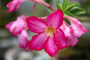 Pink frangipani flower. Japanese frangipani flower photo