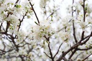 blanco delicado primavera flores en un grande árbol foto