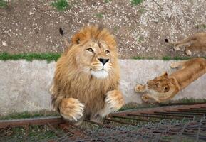 joven hermosa león capturas carne en safari parque foto