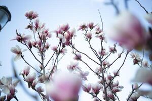 hermosa Fresco floreciente primavera magnolia. selectivo enfocar, difuminar foto