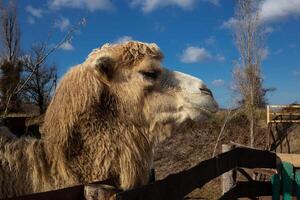 camel face close-up on a ranch in the village photo