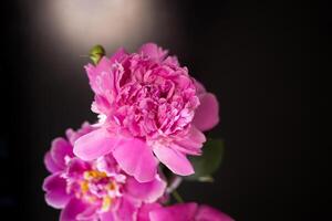 beautiful fresh pink peonies on black background photo