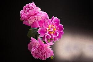 beautiful fresh pink peonies on black background photo