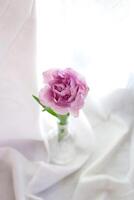 fresh beautiful peony purple tulip in a glass bottle on a white background. minimalistic design photo