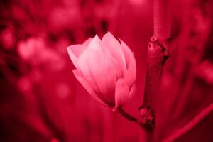 beautiful bright spring magnolias colors 2023 viva magenta photo