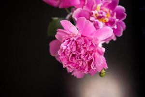 beautiful fresh pink peonies on black background photo