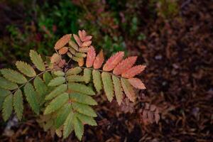 autumn forest, close-up shot. colorful leafy plant photo