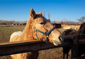 bozal de un adulto marrón caballo cerca arriba foto