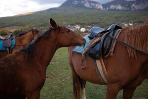 bozales de dos adulto marrón caballos, de cerca foto