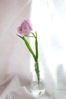 fresh beautiful peony purple tulip in a glass bottle on a white background. minimalistic design photo