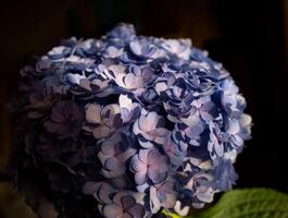 beautiful fresh spring blue hydrangea flower. Close-up shot photo