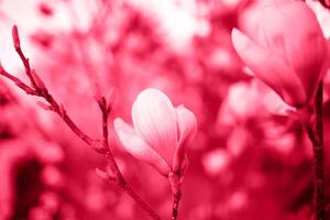 hermosa brillante primavera magnolias colores 2023 Viva magenta foto