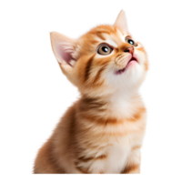 AI generated Cute baby cat  with  Transparent background Generative AI png