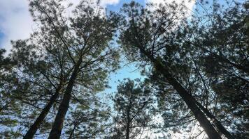 Looking up in the middle of a forest, view of beautiful trees and a blue sky with white clouds and sun rays photo