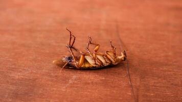 cerrado bueno condición muerto cucaracha permanece mentira en eso espalda aislado en blanco antecedentes. foto