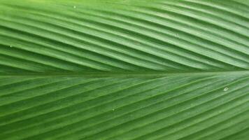 Green Leaf Texture background with light behind. photo