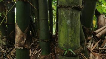 bambú árbol en tropical bosque. bambú antecedentes foto