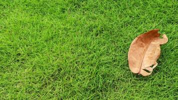 In the fall, dry fallen leaves on green grass. Autumn background. photo