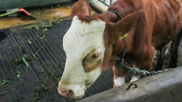 un marrón vaca comiendo césped en un granja. foto